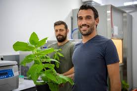 Finally Foods' potato-based cheese made with molecular farming